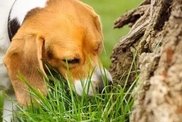 狗狗突然吃草别慌！一文看懂所需营养补充