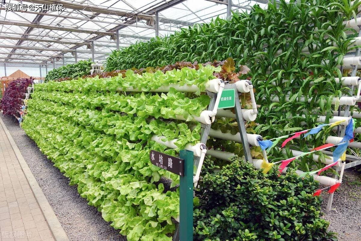 无土栽培技术：让有机蔬菜种植更简单高效
