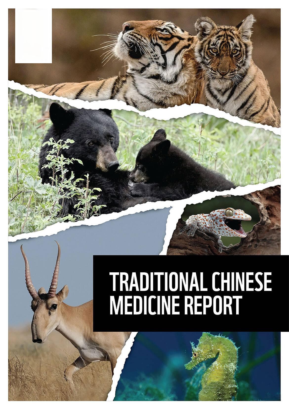 传统中医药的可持续未来：香港WWF调查揭示替代品使用趋势
