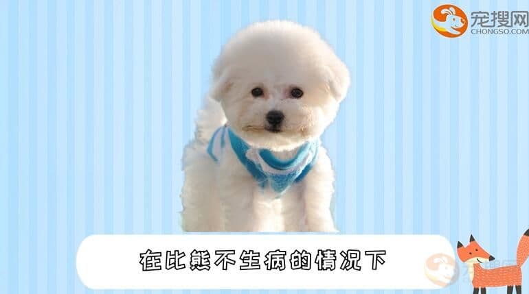 养比熊一个月的花费