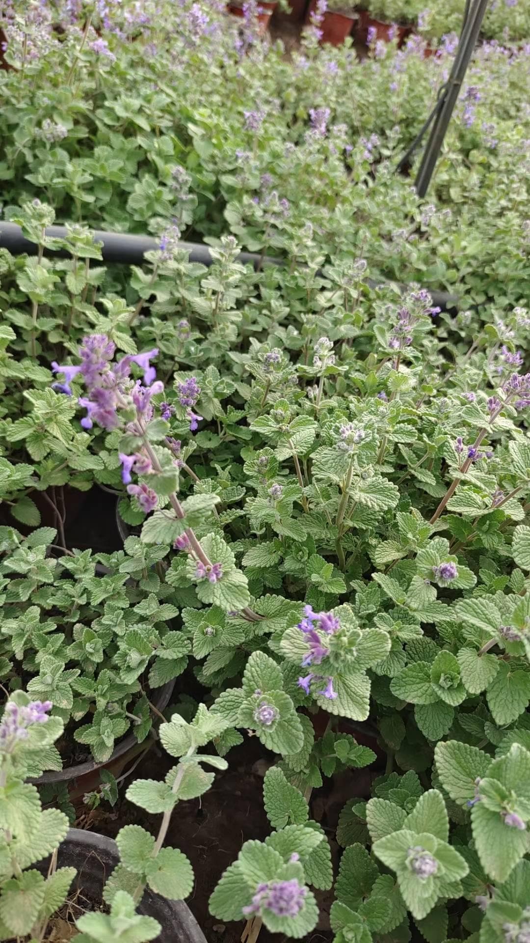 荆芥种植全攻略：从选种到收获的关键步骤