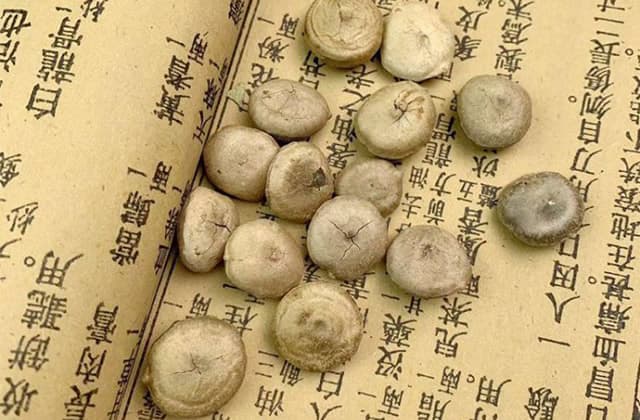 马钱子的炮制方法及炮制后毒性分析