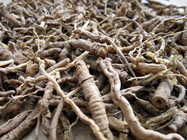 蜜远志：传统中药改善记忆与舒缓神经，但需警惕副作用