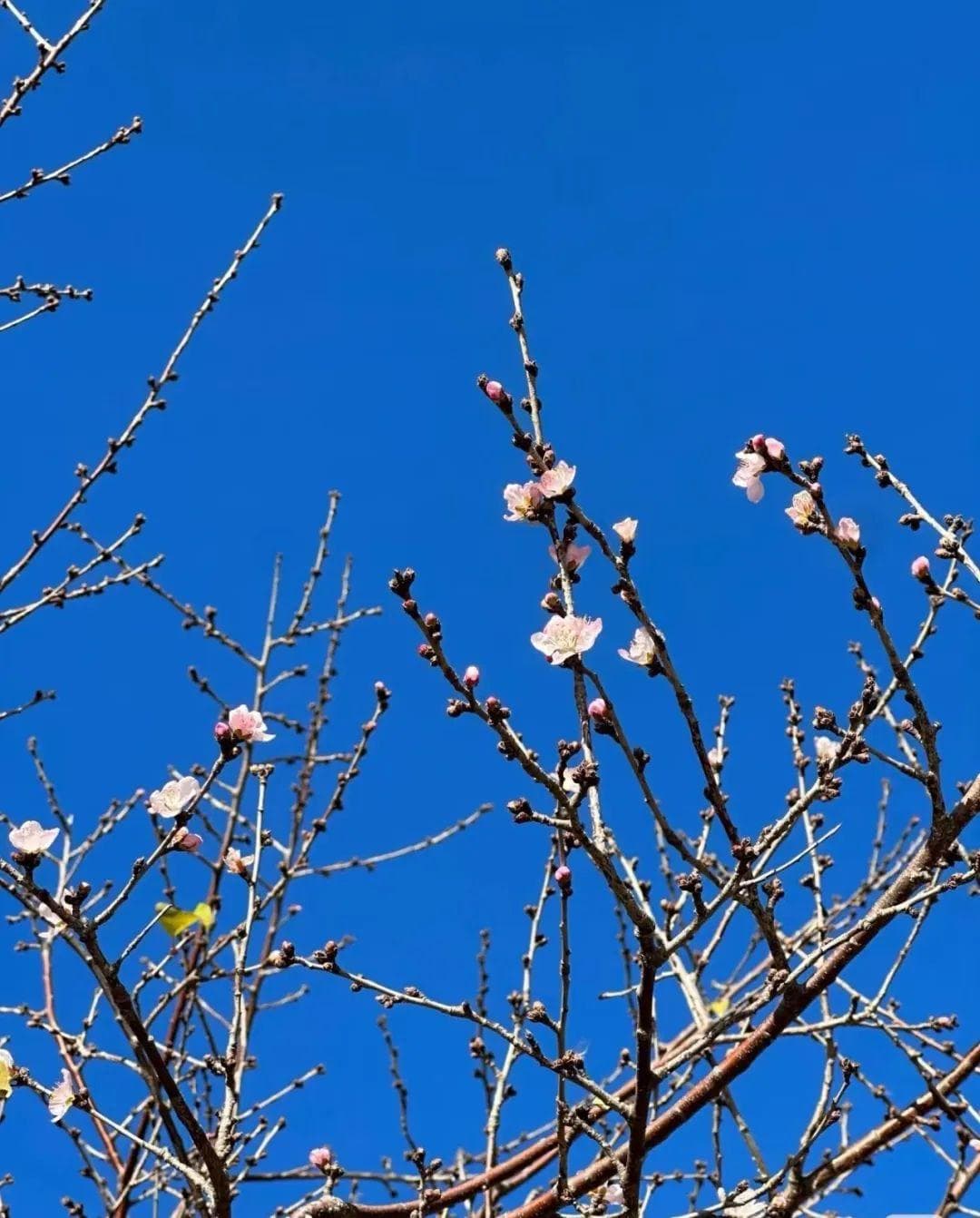 华北现反季节花开：气温升高致春花冬日绽放