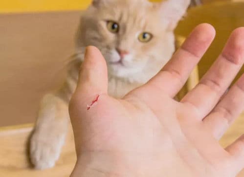猫抓伤后，观察伤口出血及红肿情况。