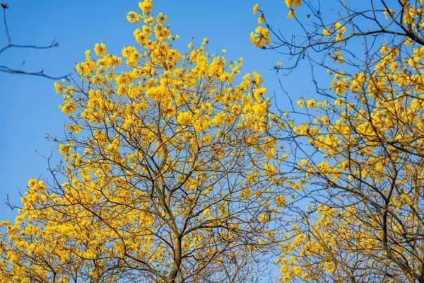 东莞黄花风铃木观赏指南：6大打卡地点全攻略