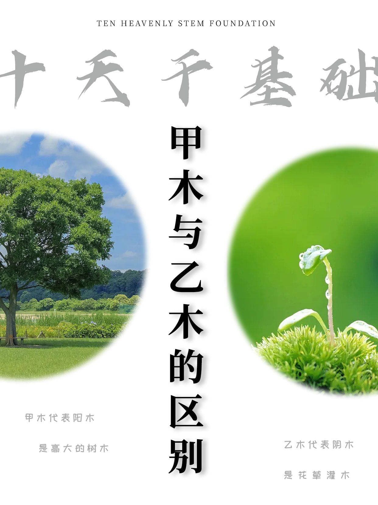 甲木和乙木的性格特质及区别