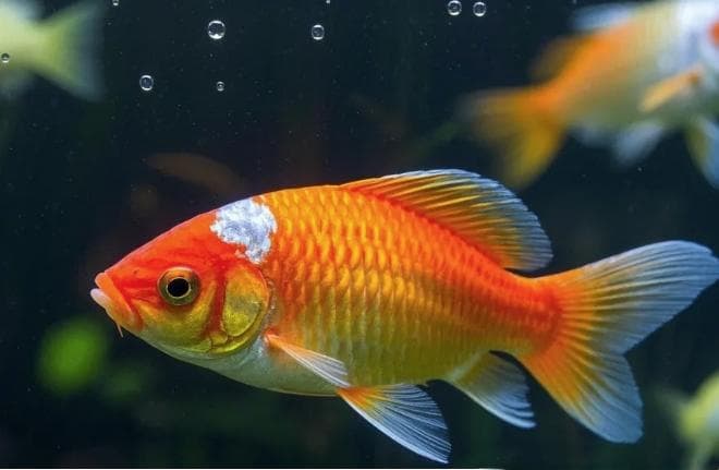 新手养鱼总生病？观赏鱼的常见疾病识别与治疗值得一看