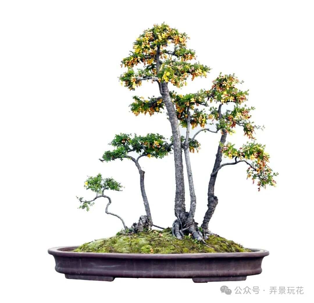 盆景四大家——金雀