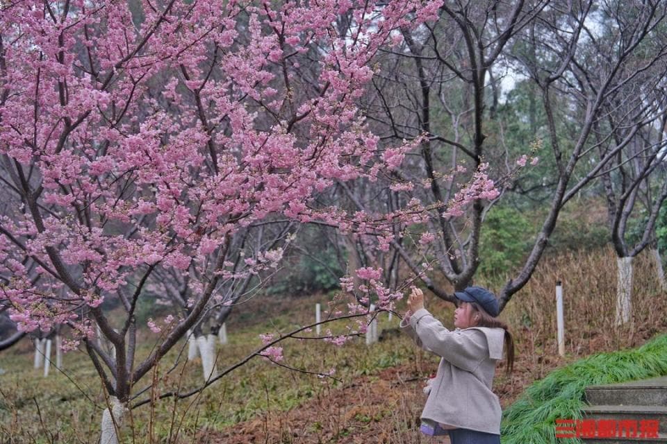 春意萌动湖南早樱苏醒，3月进入最佳观赏期