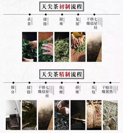 益阳黑茶：历史沿革、制作工艺及功效特点详解