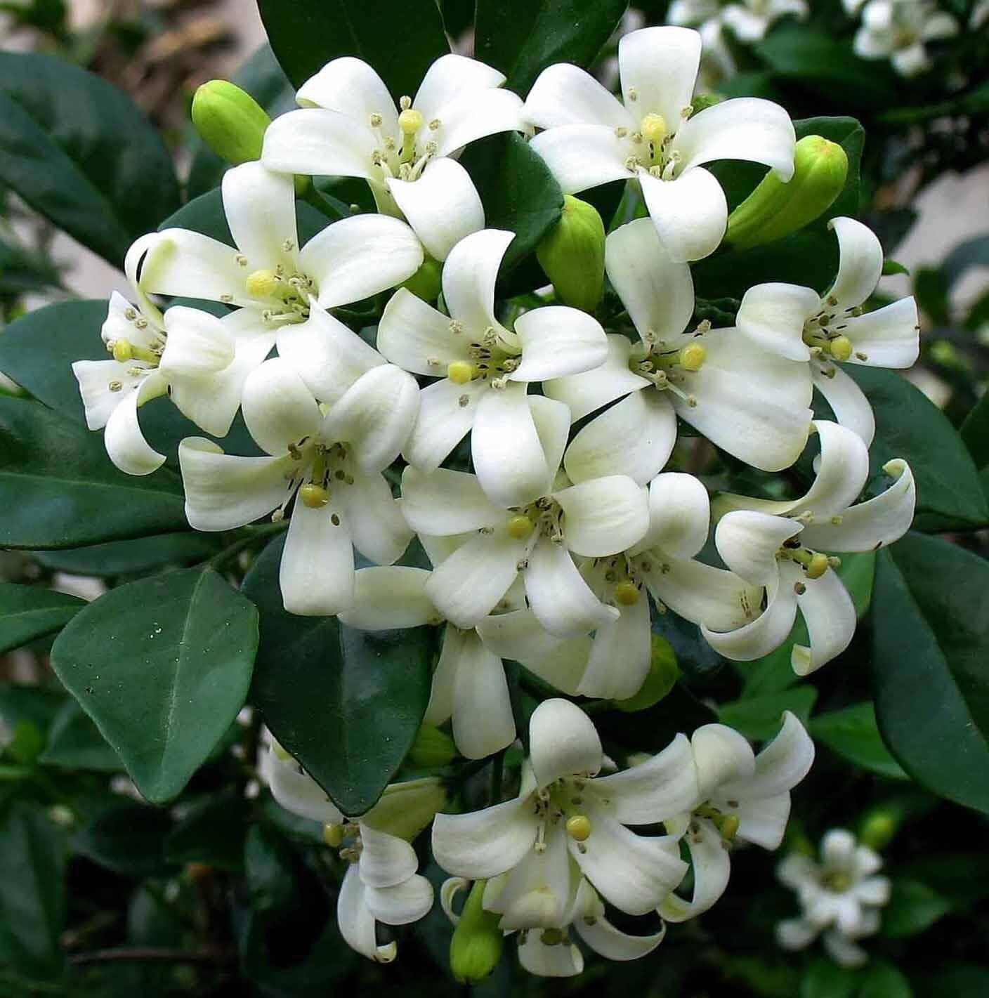 阳台养一盆它，比桂花栀子花还香，教你“3招”，长成盆景开满花