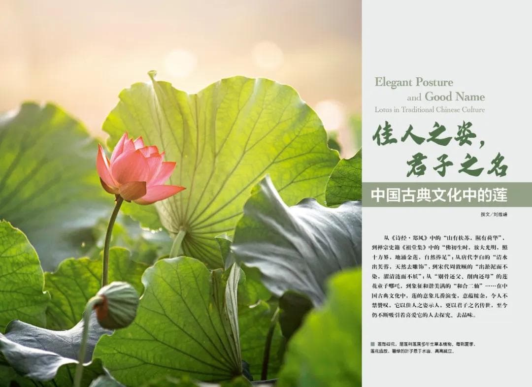 佳人之姿，君子之名：中国古典文化中的莲