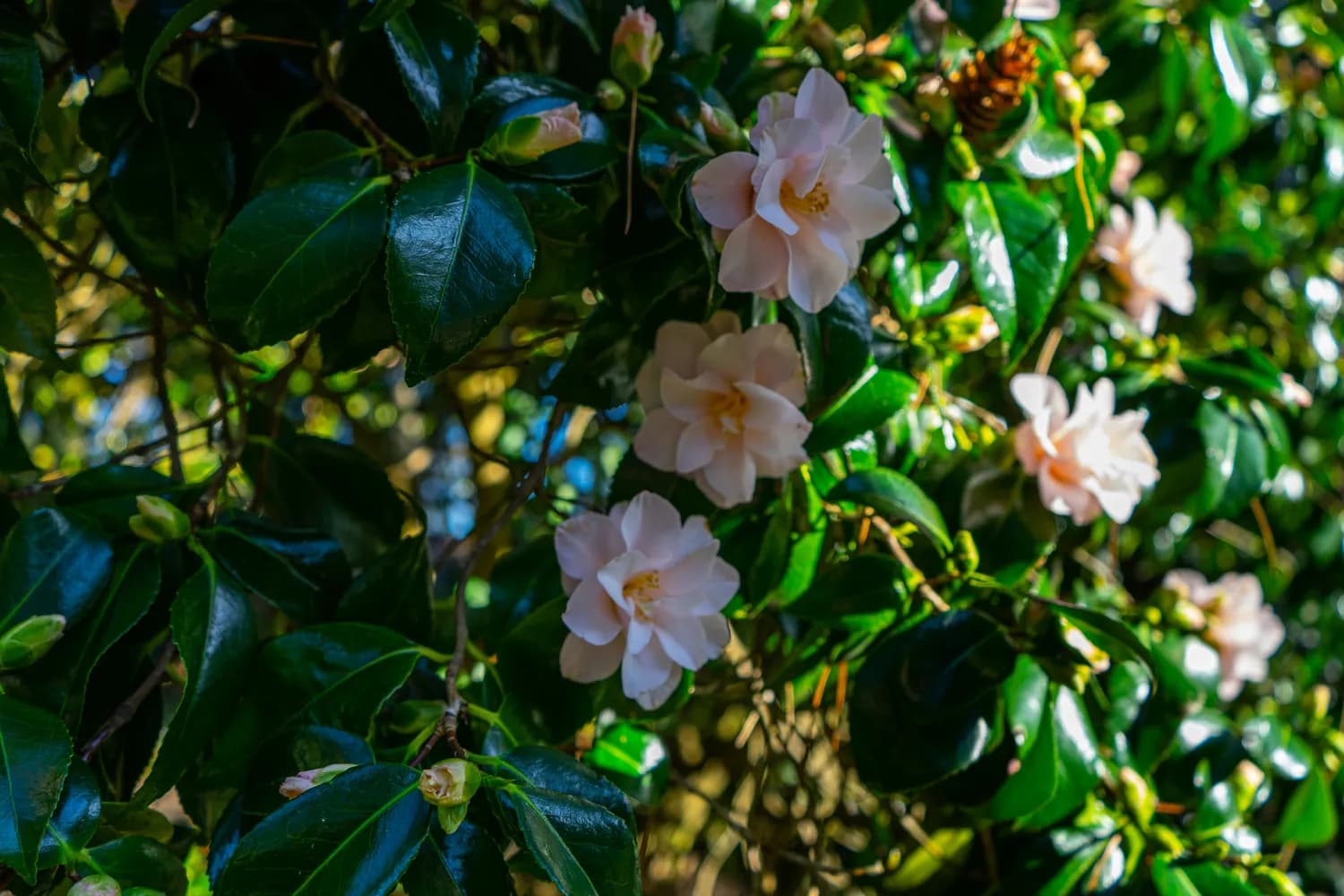 200年五色山茶花见证，太湖畔雕花楼重现辉煌