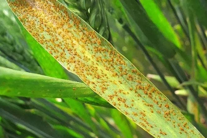 小麦、玉米、大蒜锈病防治攻略
