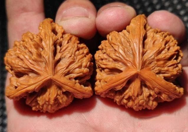 揭秘拼接核桃：从识别到防范的全方位指南
