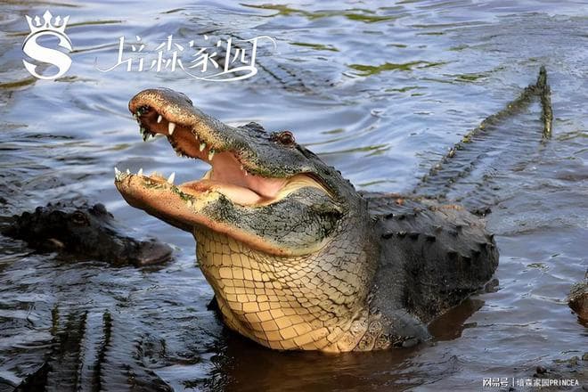 鳄鱼的眼泪：伪善面具下的生理密码
