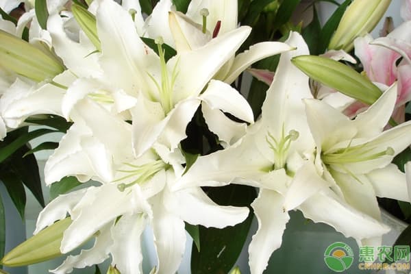 百合花的养护技巧