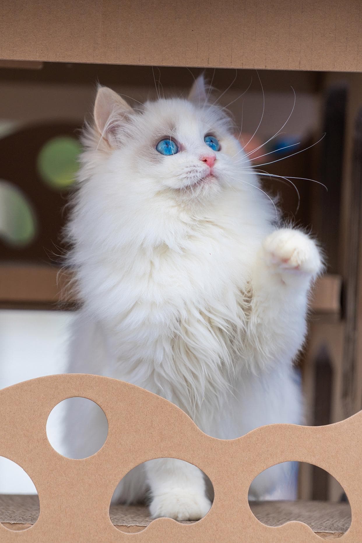 关于布偶猫，有哪些必须要了解的东西？
