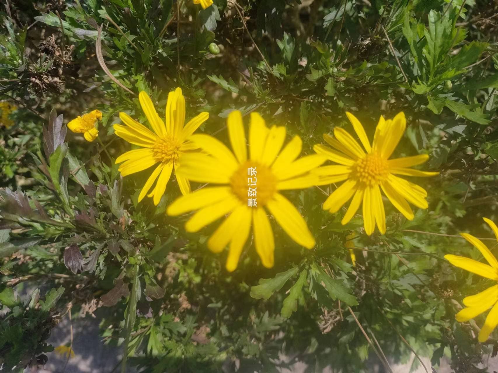徐霞客鸡足山之旅：推辞马匹，追寻九重崖