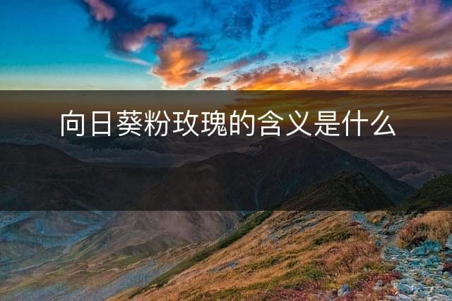 向日葵粉玫瑰的含义是什么？