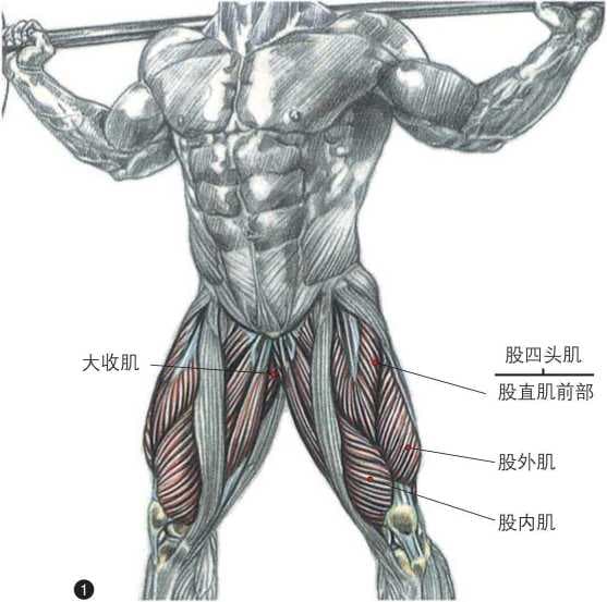 力量与搏击训练：半蹲和提踵站姿详解
