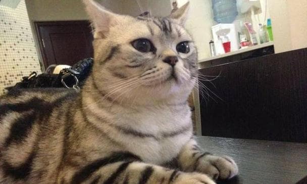美国短毛猫（探索美短的魅力，了解其外貌与性格）