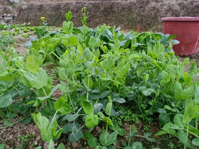 豆苗种植方法及管理