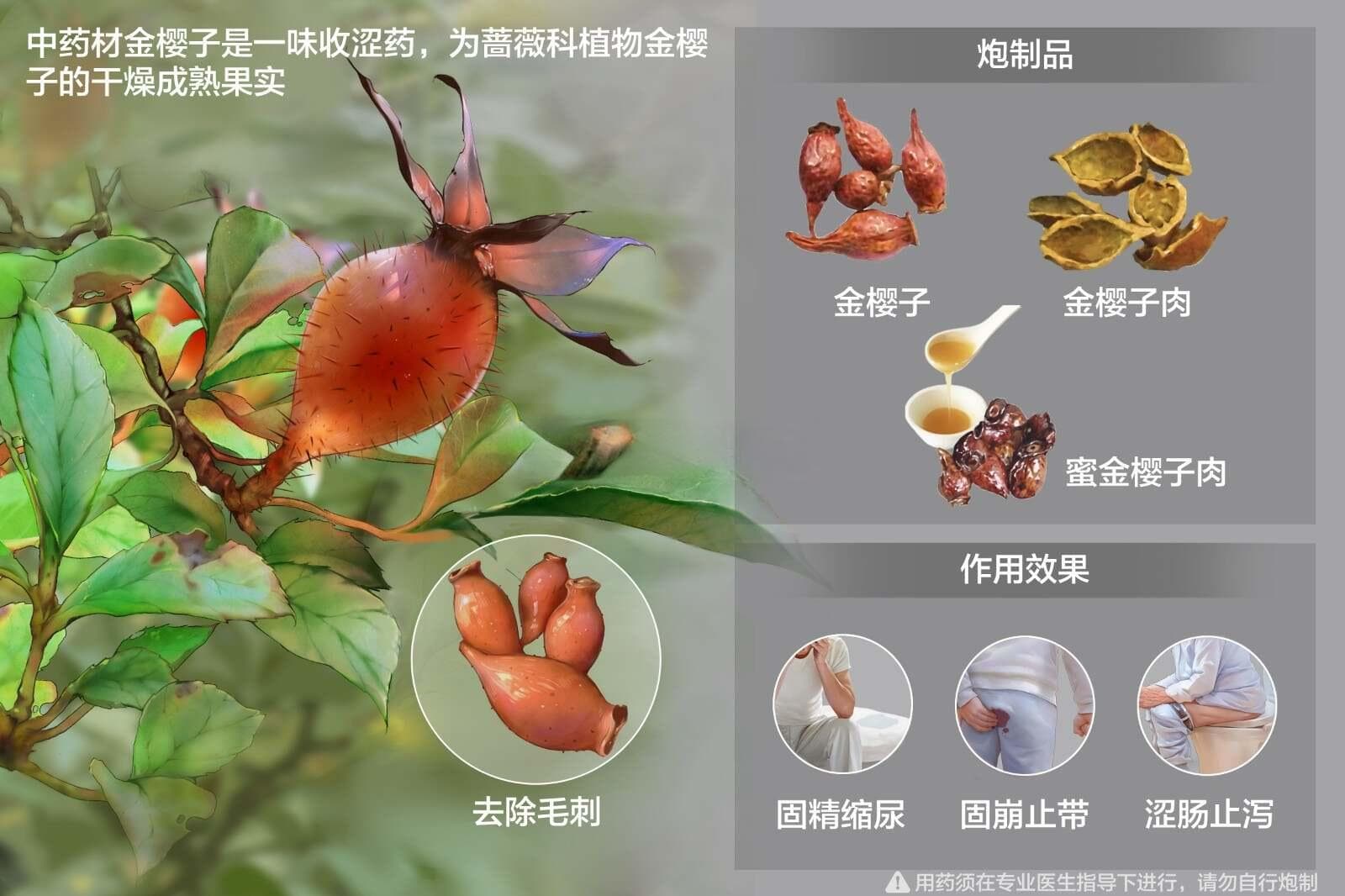 金樱子的功效与应用：从尿频到固精的全方位解析
