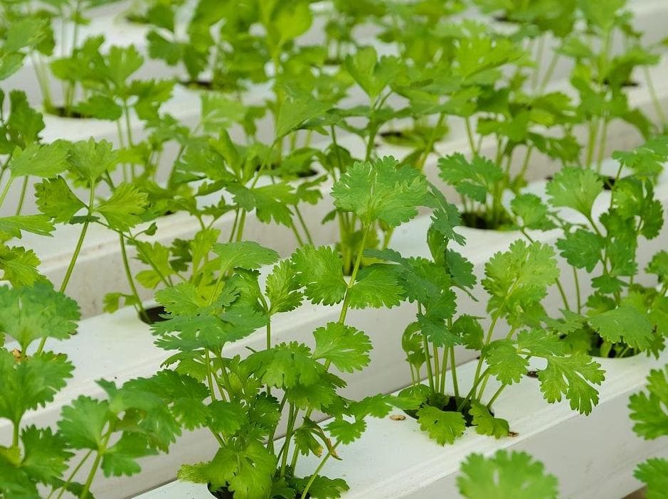水培香菜的种植方法及注意事项