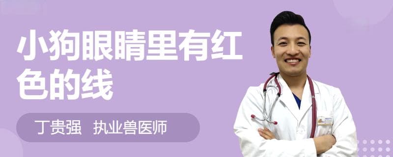 小狗眼睛里有红色的线？可能是这三种情况