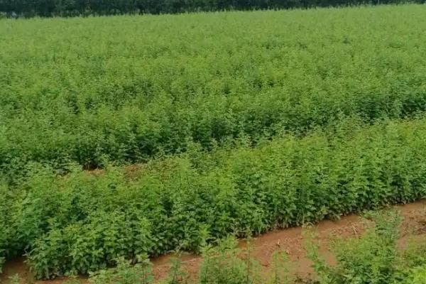 连翘的修剪方法与病虫害防治技术详解