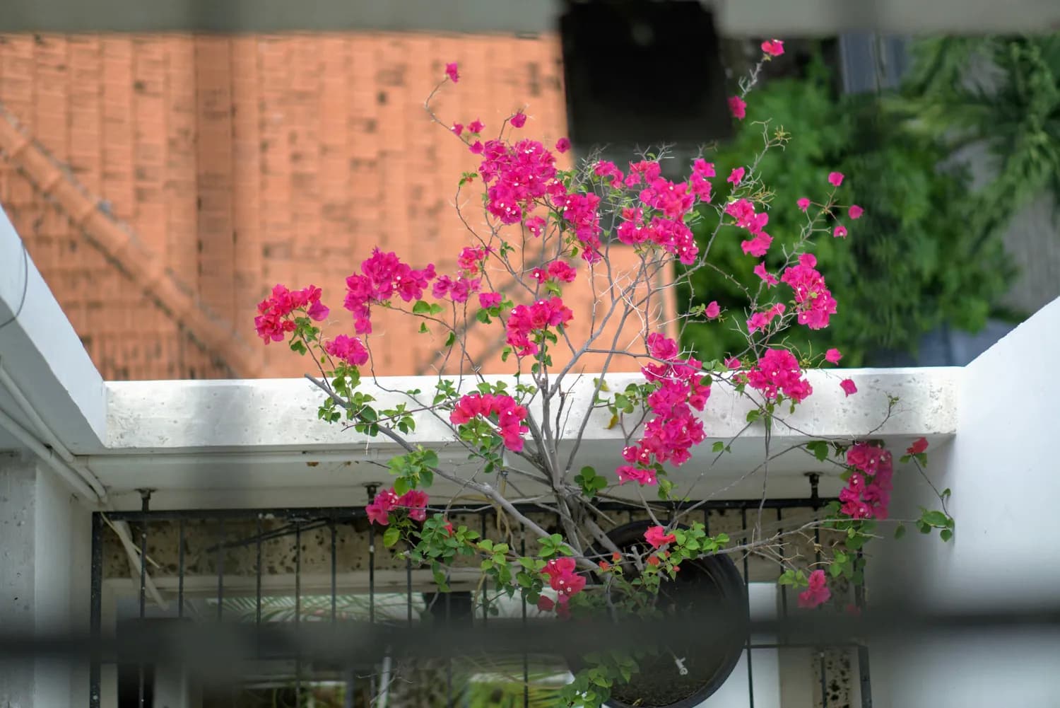 秋冬阳台养三角梅，你踩过哪些坑？