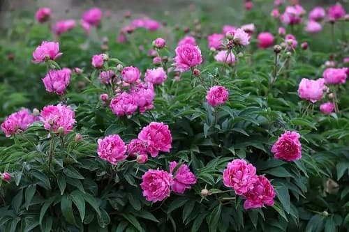 芍药怎么种植成活率才能高？