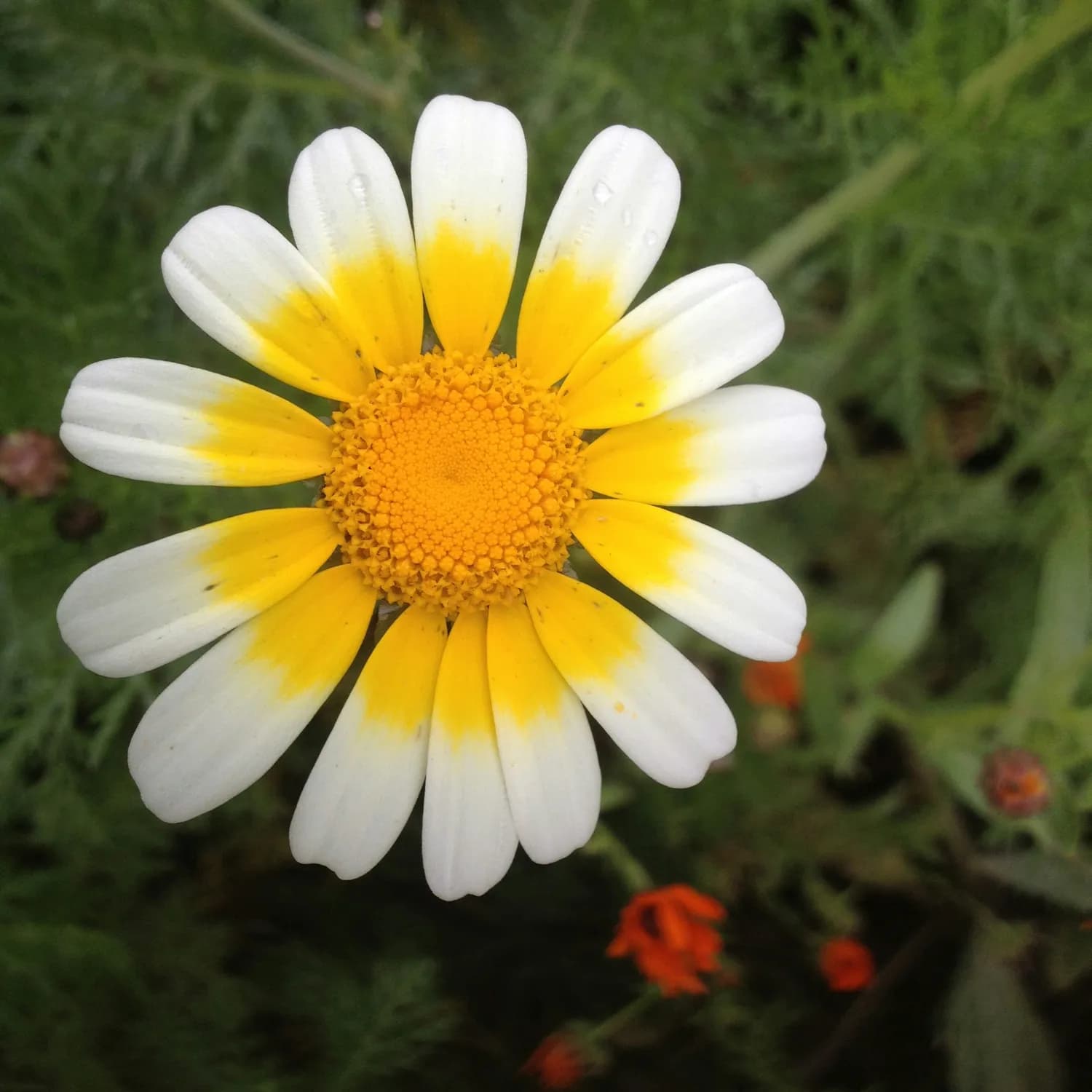 除虫菊：天然驱虫又易种，秋季播种正当时