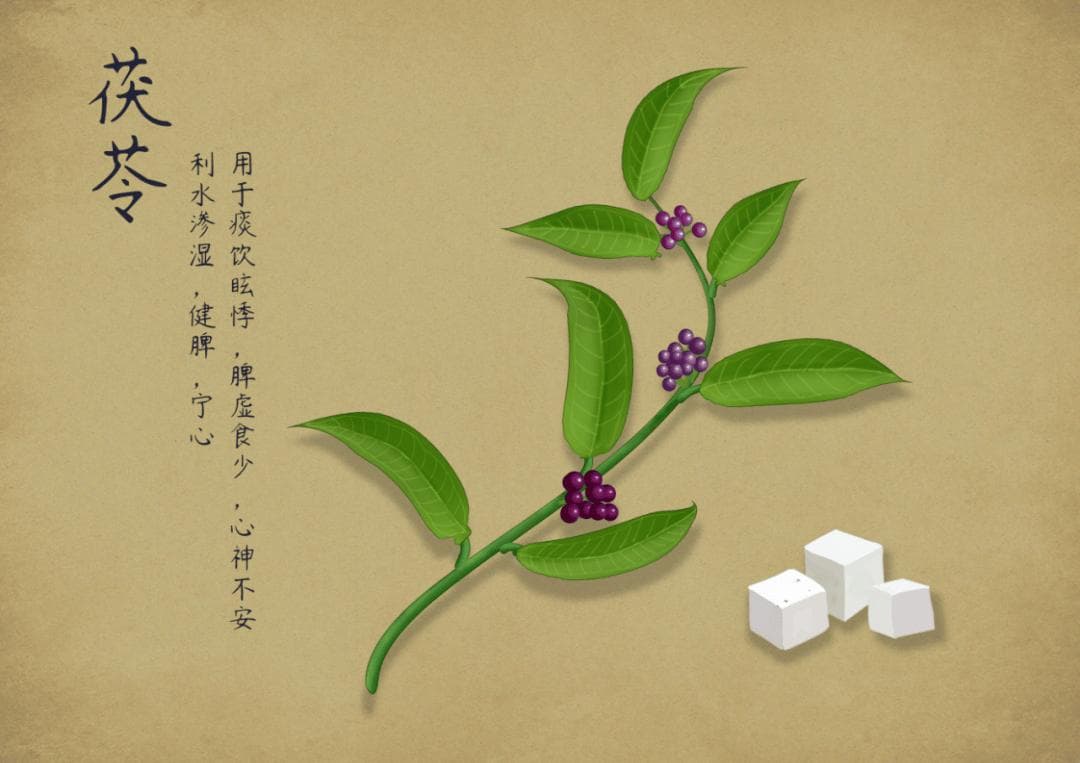茯苓：传统中药的奥秘与应用
