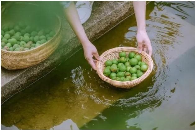 从西南走向全球：揭秘梅的千年传播路径