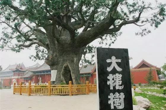 山西洪洞大槐树移民真相