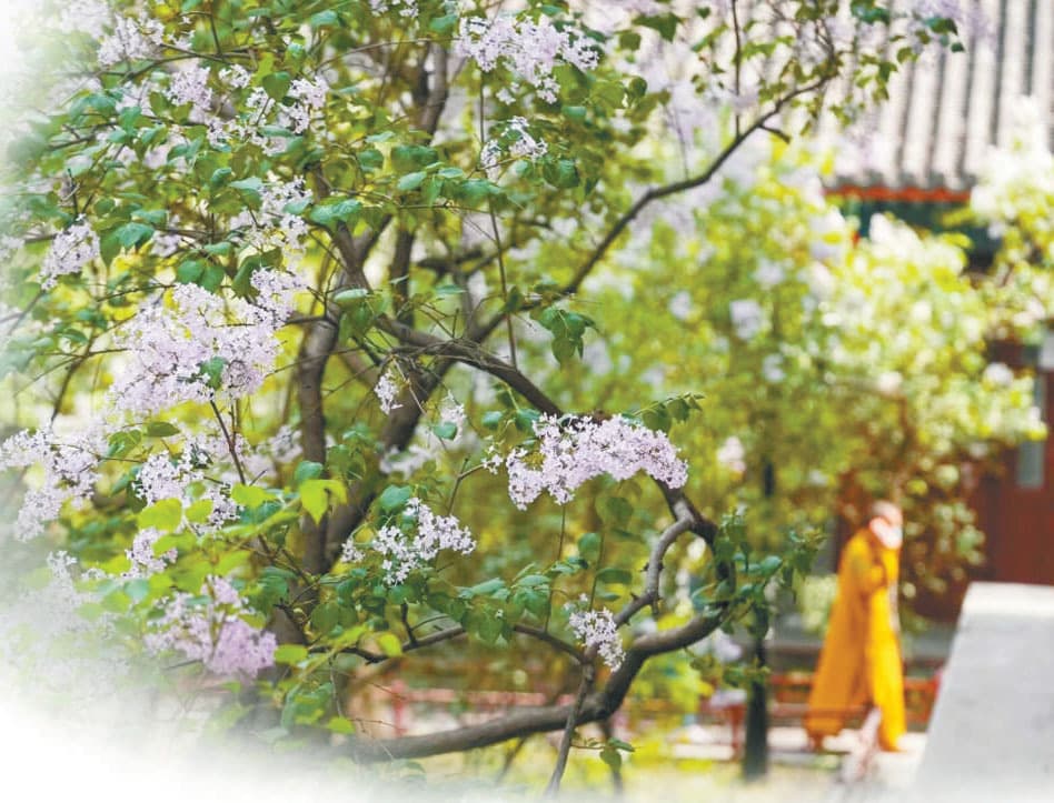 “赏丁香，共诗话”，法源寺丁香诗会已满百年
