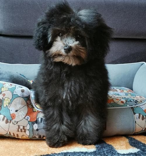 为什么要给泰迪犬剃胎毛？（剃胎毛的好处有哪些？）