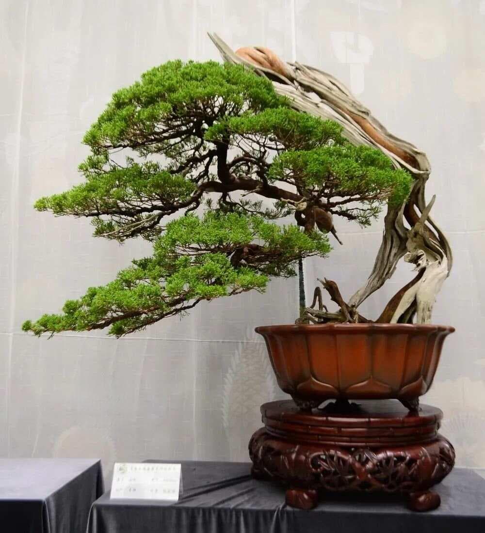 玩盆景就选这10个树种，保值升值玩头大
