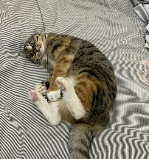 猫咪尿床了怎么办？全方位解决方案来了