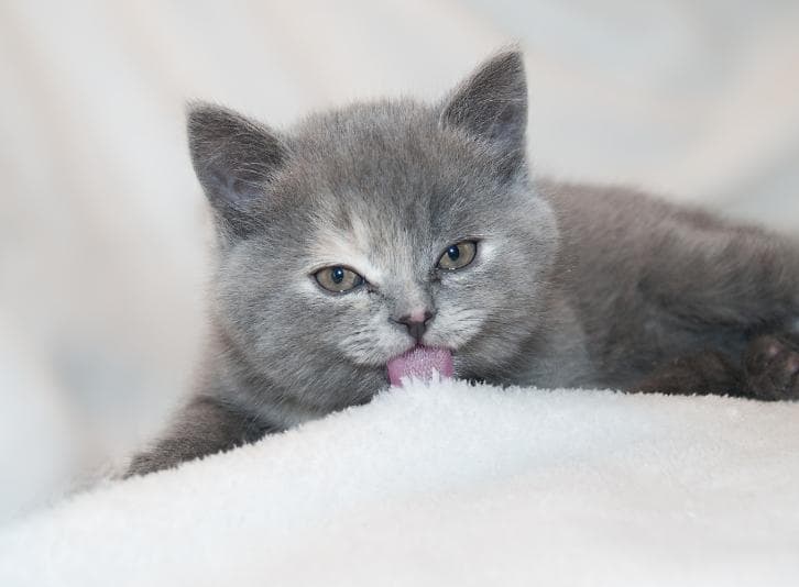 小猫掉毛怎么办？7个实用方法+原因解析，养猫新手必看！