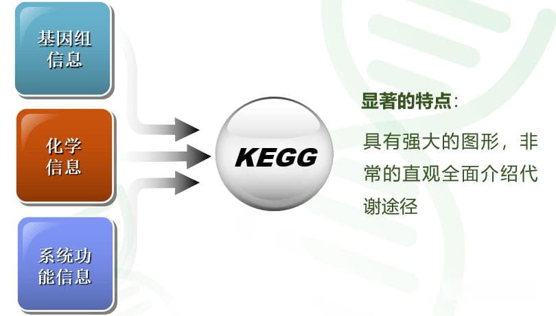KEGG PATHWAY全网最详细解释