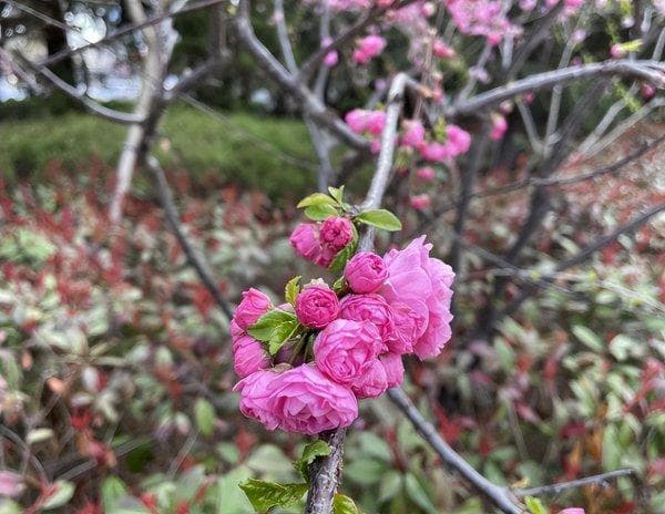 紫红色的花有哪些 盘点5种常见开花紫红色的花卉植物