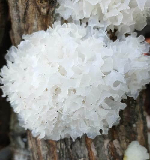 银耳的生长环境与种植条件（探寻银耳的生长地点和适宜条件）