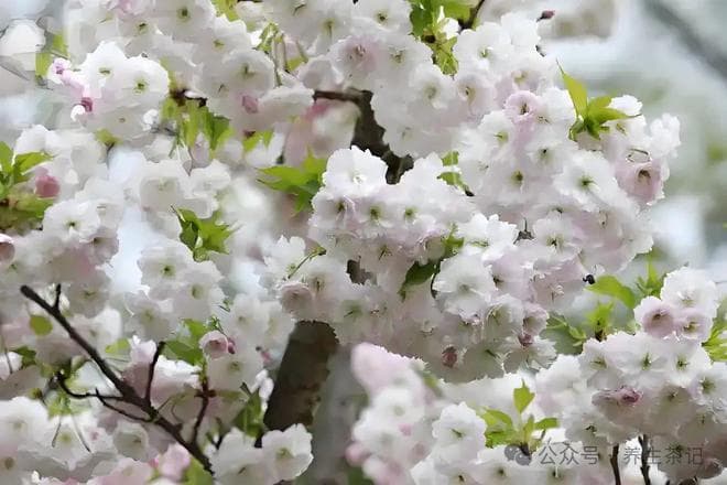 春天最适合喝的4种茶，你喝对了吗？