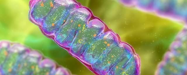 线粒体在大脑中释放DNA，可能会缩短我们的寿命