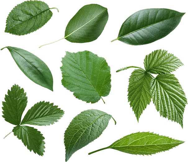 揭秘植物叶片的形状：从叶脉到环境的智慧结晶