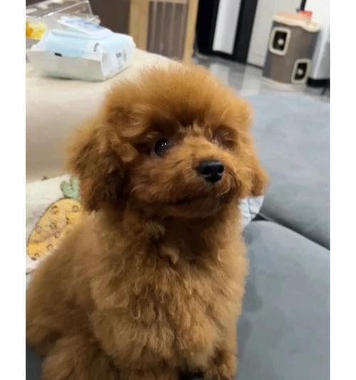 为什么要给泰迪犬剃胎毛？（剃胎毛的好处和适宜的时间）